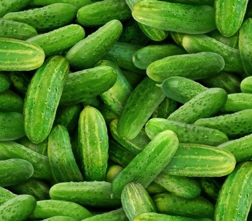 Food Festival - Cucumber