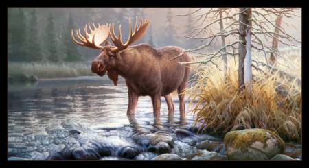 Bin #11 Black Moose "In his domain"