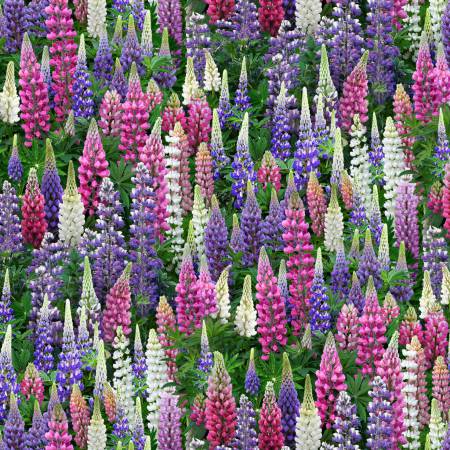 Multi Lupines